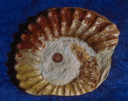 An ammonite from Niton